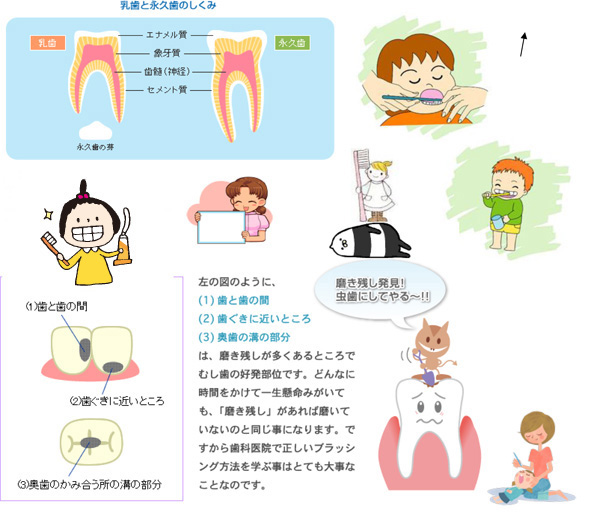 乳歯と永久歯のしくみ