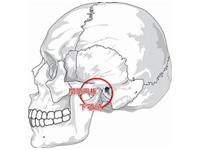 適正な下顎の位置とは、何ですか？